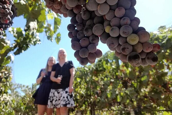 From Vine to Glass in Bajas Beautiful Valleys - A Deep Dive into the Valle de Guadalupe Wine Tour