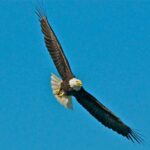 From Whittier: Glacier Quest Cruise with Onboard Lunch - The Real Traveler Perspectives