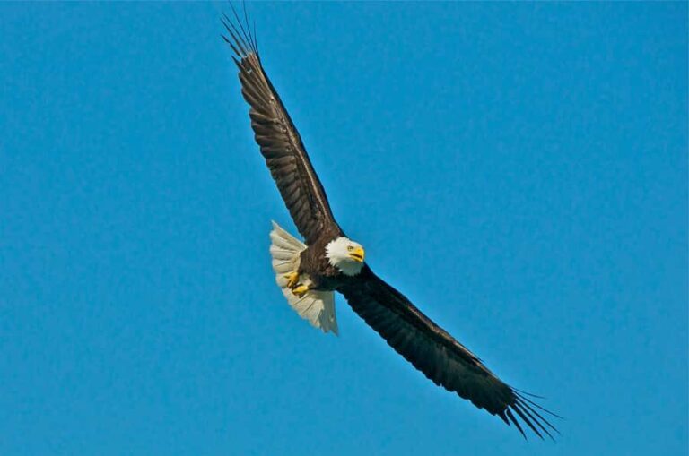 From Whittier: Glacier Quest Cruise with Onboard Lunch - The Real Traveler Perspectives