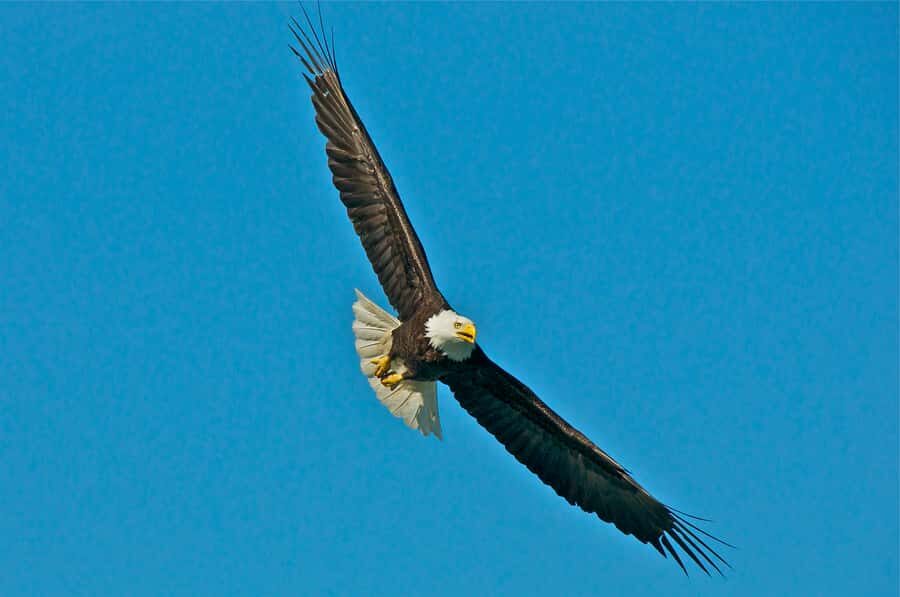 From Whittier: Glacier Quest Cruise with Onboard Lunch - The Real Traveler Perspectives