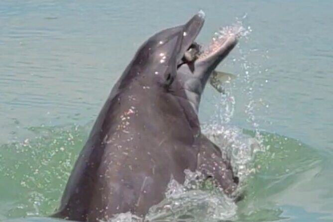 Full Day (6 hours) Sanibel Eco Boat Charter, Gulf and Pine Island - FAQ