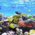 Full-Day ATV + 4 Ziplines + Cenote Swim + Yalkú Snorkeling - Final Thoughts: The Value of a Well-Rounded Adventure