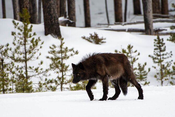 Full Day Guided Photo Tour in Yellowstone - The Experience in Action: Authentic Insights from Reviews