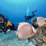 Fun Dive in Playa del Carmen  Dive Machine Experience - Who Is This Tour For?