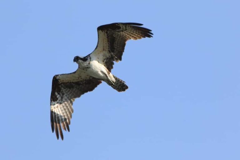Gardiner: Scenic Raft Float on the Yellowstone River - Practicalities and Tips for Your Float