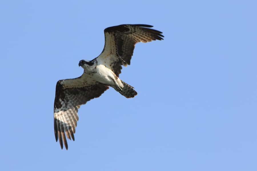 Gardiner: Scenic Raft Float on the Yellowstone River - Practicalities and Tips for Your Float