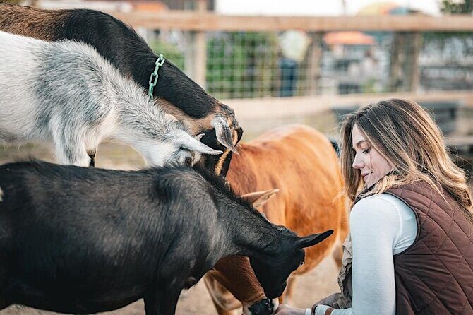 Giraffe Experience and Safari Wine Tour at Grapetown Vineyard - Who Would Enjoy This Tour?