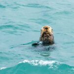 Glacier Bay: High Speed Catamaran Glacier & Wildlife Tour - Frequently Asked Questions