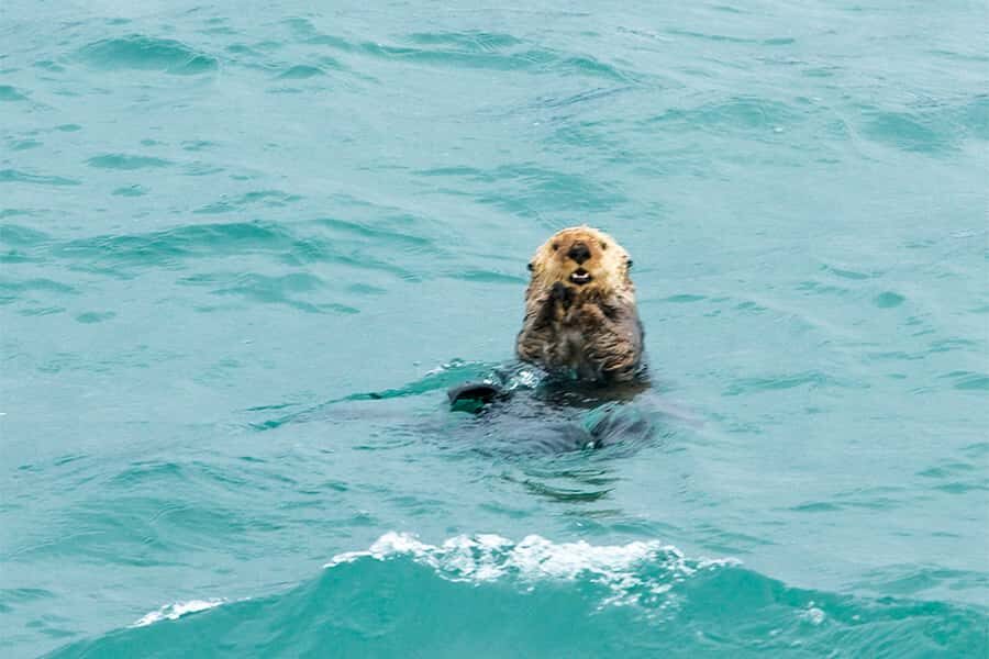 Glacier Bay: High Speed Catamaran Glacier & Wildlife Tour - Frequently Asked Questions