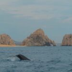 Glass bottom boat whale watching - An In-Depth Look at the Glass Bottom Boat Whale Watching Tour