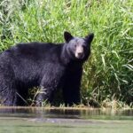 Gold Beach, Oregon: Historic Mail Route Jet Boat Tour - Final Thoughts: Is It Worth It?