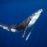 Golden Hour Kayak And Whale Watch - A Deep Dive into the Maui Kayak and Whale Watch Tour