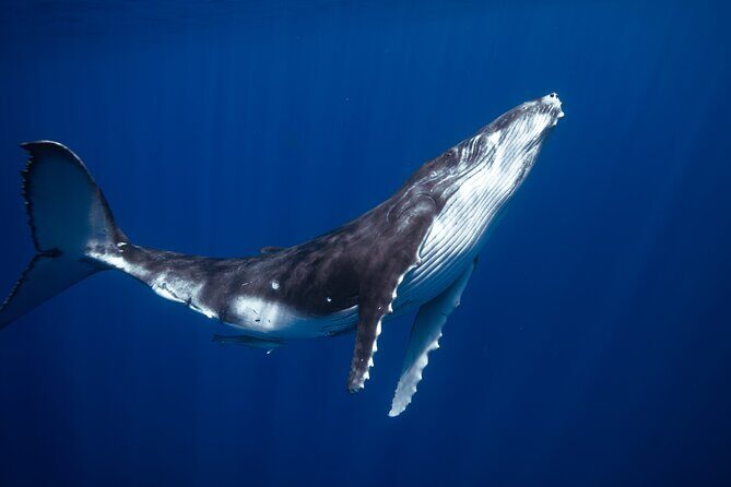 Golden Hour Kayak And Whale Watch - A Deep Dive into the Maui Kayak and Whale Watch Tour