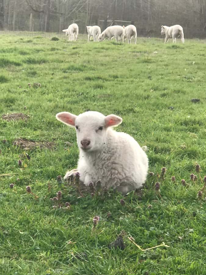 Graham: Faithful Hands' Farm Tour - The Itinerary in Detail