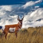 Grand Teton and its Wildlife: Private Guided Tour - Frequently Asked Questions