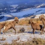 Grand Teton and National Elk Refuge Winter Wonderland Full Day Adventure - The Price & Value