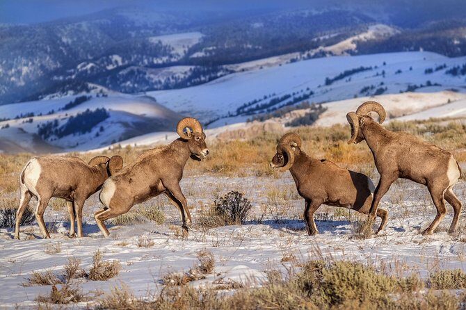 Grand Teton and National Elk Refuge Winter Wonderland Full Day Adventure - The Price & Value