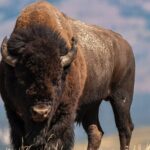 Grand Teton Full Day Private Wildlife & Biking Tour - Frequently Asked Questions
