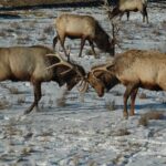 Grand Teton National Park Private Full Day Tour - Final Thoughts