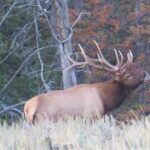 Grand Teton National Park - PRIVATE Full-Day Tour from Jackson Hole - The Sum Up