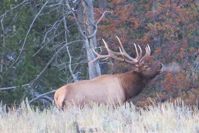 Grand Teton National Park - PRIVATE Full-Day Tour from Jackson Hole - The Sum Up