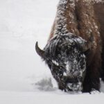 Grand Teton National Park Private Wildlife Safari - Dawn/Dusk - The Sum Up: Who Will Love This Tour?