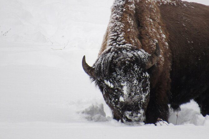 Grand Teton National Park Private Wildlife Safari - Dawn/Dusk - The Sum Up: Who Will Love This Tour?