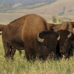 Grand Teton National Park Private Wildlife Safari - Full Day - The Sum Up