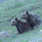 Grand Teton National Park - Sunrise Tour from Jackson Hole - What’s Included and Why It Matters