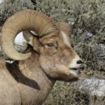 Grand Teton Park & Jackson Hole - PRIVATE Full-Day Wildlife Tour - Frequently Asked Questions (FAQs)