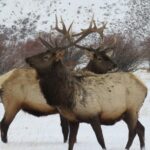 Grand Teton Park & Jackson Hole - PRIVATE Morning Wildlife Tour - A Deep Dive into the Wildlife Tour Experience