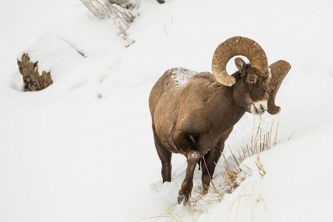Grand Teton Private Winter Tour - Exploring the National Elk Refuge