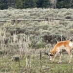 Grand Teton Sunrise Scenic Tour - Who Will Love This Tour?