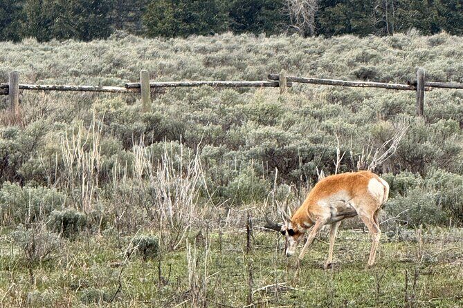 Grand Teton Sunrise Scenic Tour - Who Will Love This Tour?