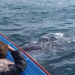 Gray Whale Sighting in López Mateos - Practical Information
