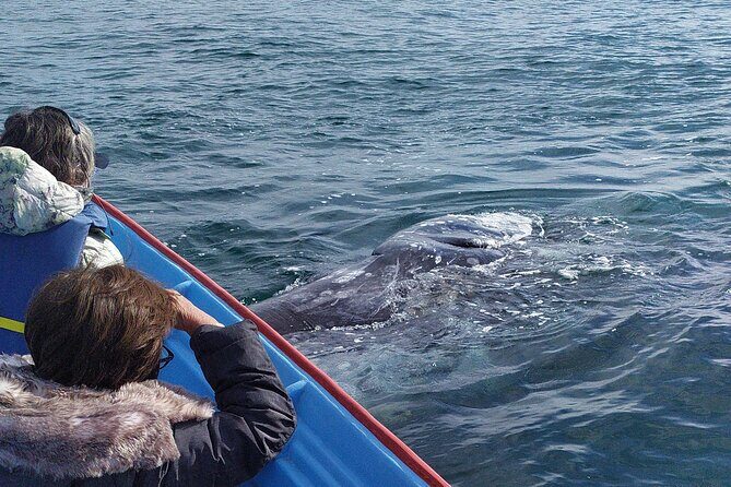 Gray Whale Sighting in López Mateos - Practical Information