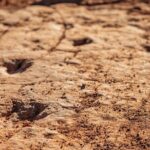 Greater Zion: Dinosaur Tracks in the Desert UTV Tour - Who Should Consider This Tour?