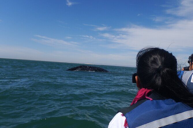 Grey whale watching in Puerto Chale, Mexico - Who Will Love This Tour?