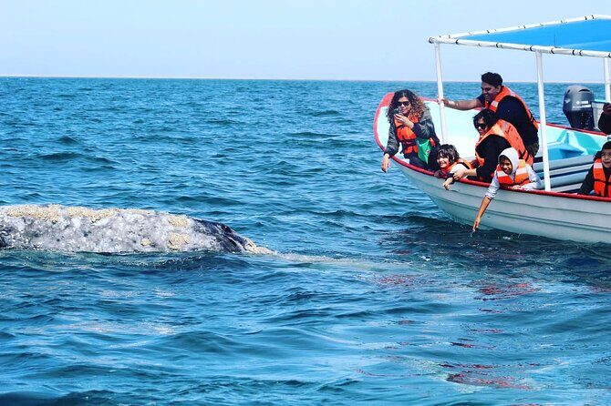 Grey Whale Watching with Expert Local Guides - Why We Think This Tour Offers Good Value