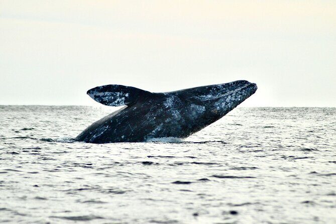 Grey Whales at Puerto Chale Private Expedition - Real Traveler Insights