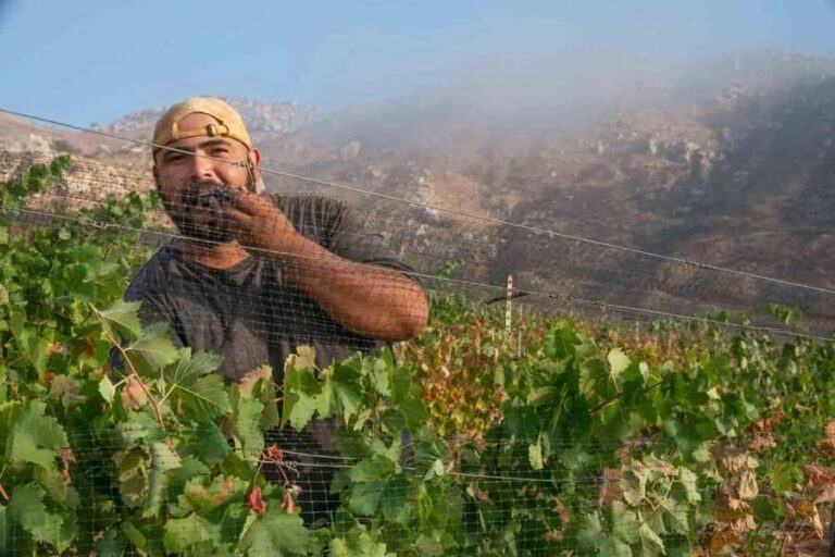 Guadalupe Valley: The Art of Wine, Exclusive Route, and Gourmet Food - The Practical Side: Logistics and Value