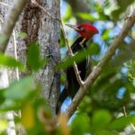 Guided Bird Watching Private Tour in TOH Nature Reserve - Frequently Asked Questions
