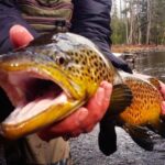 Guided Fishing Trip in Jackson Hole - What to Expect on This Guided Fishing Trip