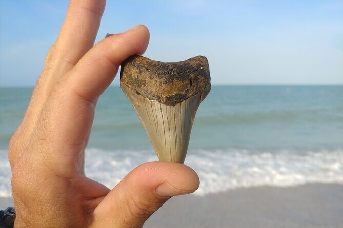 Guided Shark Tooth and Seashell Hunting Eco Tour on Manasota Key - Discovering Manasota Key: A Guide to the Tour Highlights