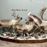 Guided Tour in Wildlife Gallery - The Experience in Detail: What to Expect on Your Visit