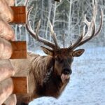 Guided Tour of the Yukon Wildlife Preserve - Why You’ll Appreciate This Yukon Wildlife Tour
