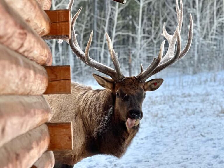 Guided Tour of the Yukon Wildlife Preserve - Why You’ll Appreciate This Yukon Wildlife Tour