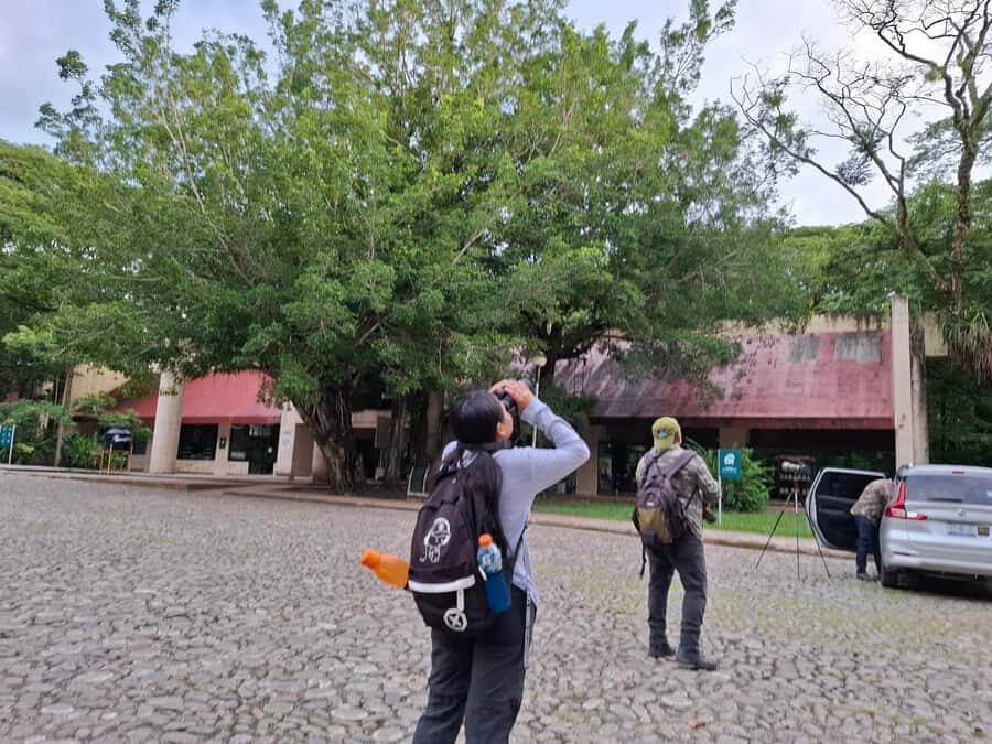 Guided walking tour in the Palenque jungle (Palenque National Park) - A Closer Look at the Palenque Jungle Walking Tour