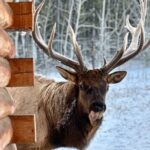 Guided Yukon Wildlife & Nordic Hot Springs Experience - A Detailed Look at the Yukon Wildlife & Hot Springs Experience