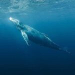 Haleiwa: Oahu North Shore Whale Watching Boat Tour - Who Should Consider This Tour?